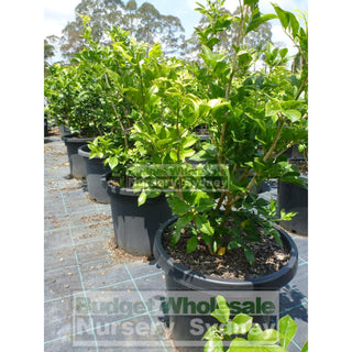 Murraya Paniculata Large (Orange Jasmine) 300Mm Pot Advanced Plants