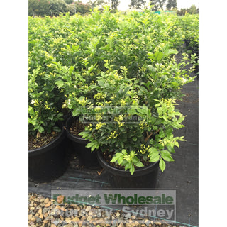 Murraya Paniculata Large (Orange Jasmine) 300Mm Pot Advanced Plants