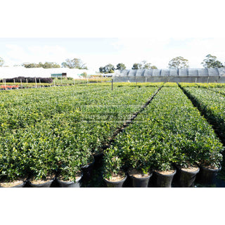 Murraya Paniculata Large (Orange Jasmine) 300Mm Pot Advanced Plants