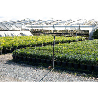 Murraya Paniculata Large (Orange Jasmine) 300Mm Pot Advanced Plants