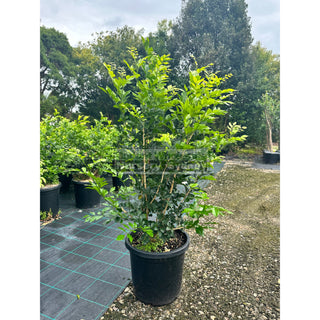 Murraya Paniculata Large (Orange Jasmine) 300Mm Pot Advanced Plants