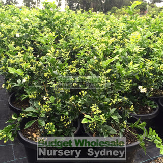 Murraya Paniculata Large (Orange Jasmine) 300Mm Pot Advanced Plants