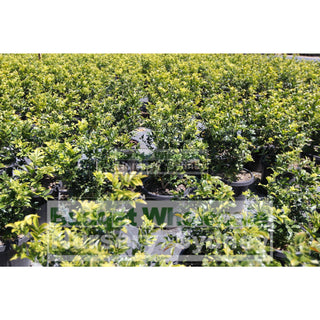 Murraya Paniculata Large (Orange Jasmine) 300Mm Pot Advanced Plants
