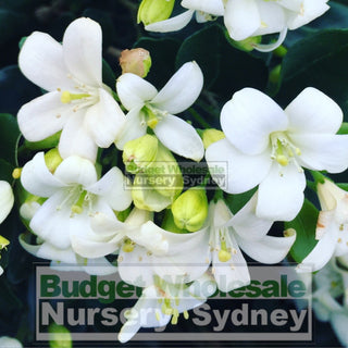 Murraya Paniculata Large (Orange Jasmine) 300Mm Pot Advanced Plants