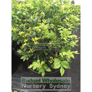 Murraya Paniculata Large (Orange Jasmine) 300Mm Pot Advanced Plants