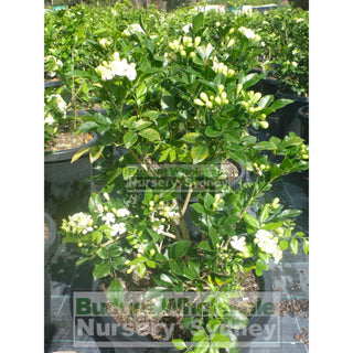 Murraya Paniculata Large (Orange Jasmine) 300Mm Pot Advanced Plants