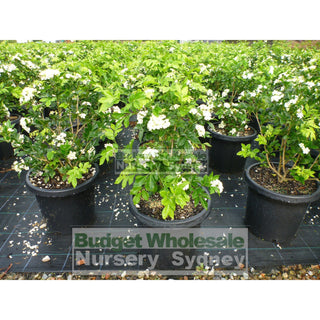Murraya Paniculata Large (Orange Jasmine) 300Mm Pot Advanced Plants