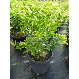 Murraya Paniculata Large (Orange Jasmine) 300Mm Pot Advanced Plants