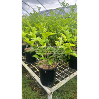 Murraya Paniculata (Orange Jasmine) 140Mm Pot Plants