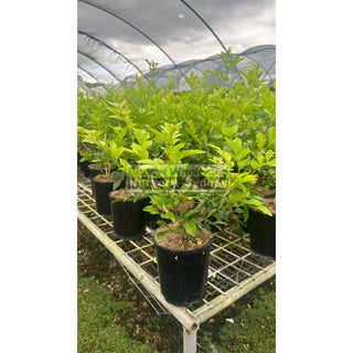 Murraya Paniculata (Orange Jasmine) 140Mm Pot Plants