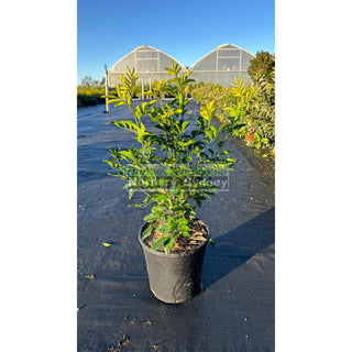Murraya Paniculata (Orange Jasmine) 200Mm Pot Plants