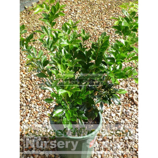 Murraya Paniculata (Orange Jasmine) 200Mm Pot Plants
