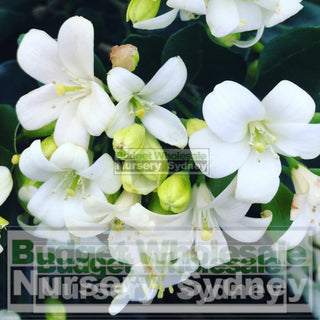 Murraya Paniculata (Orange Jasmine) Large 250Mm Pot Plants