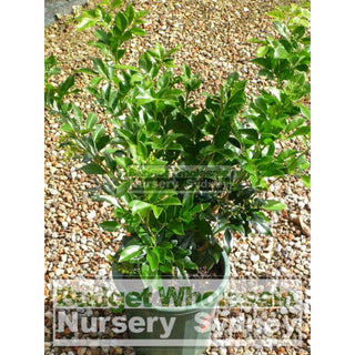Murraya Paniculata (Orange Jasmine) Large 250Mm Pot Plants