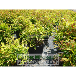 Nandina Domestica Nana 140Mm Pot Plants