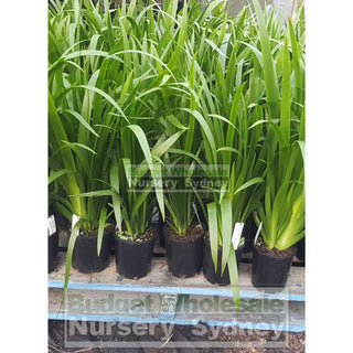 Neomarica Gracilis (Brazilian Walking Iris) 140Mm Default Type