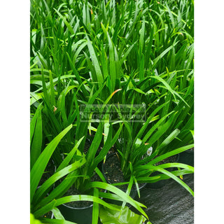 Neomarica Gracilis 200Mm (Brazilian Walking Iris) Default Type