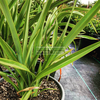 New Zealand Flax Green 200Mm Pot. Phormium Tennax Plants