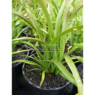 New Zealand Flax Green 200Mm Pot. Phormium Tennax Plants