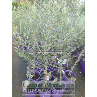 Olea Europa Swan Hill (Olive Tree Non Fruiting) 200Mm Default Type