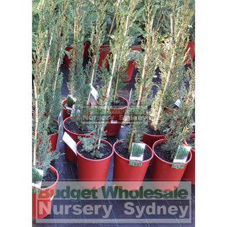 Pencil Pine 200Mm Pots Cupressus Sempervirens Glauca Default Type