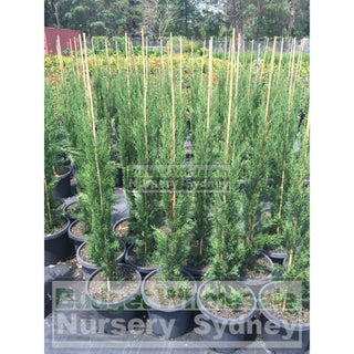 Pencil Pine 200Mm Pots Cupressus Sempervirens Glauca Default Type