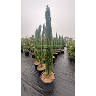 Pencil Pine Extra Large 500Mm Pot / 75Lt Bag Cupressus Sempervirens Glauca Default Type
