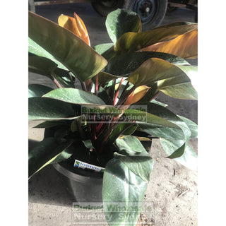 Copy Of Philodendron Rojo Congo 200Mm Pots Plants