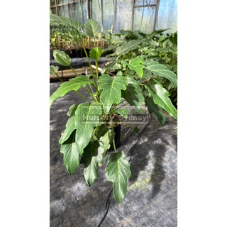 Philodendron Xanadu 140Mm Pots Small Plants