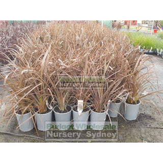 Phormium Bronze Baby 200Mm New Zealand Flax Purple 200Mm Pot. Full Sun Or Part Shade. Drought