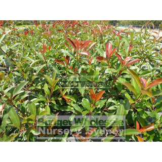 Photinia Red Robin Large 300Mm Pot. Plants