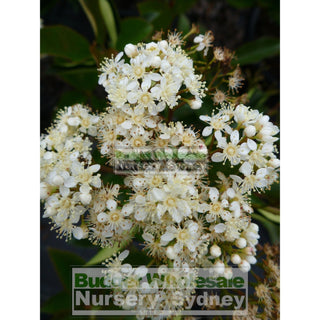 Photinia Robusta 300Mm Pot Plants