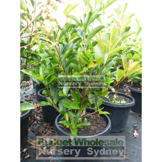 Photinia Robusta 300Mm Pot Plants