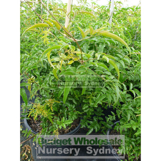 Pink Jasmine 200Mm Pot Jasminum Polyanthum Plants