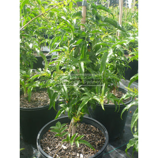 Pink Jasmine 200Mm Pot Jasminum Polyanthum Plants