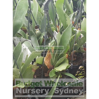 Platycerium Bifurcatum (Elkhorn) 150Mm Hanger Default Type