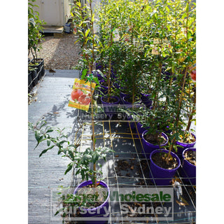 Pomegranate Mix 200Mm Default Type