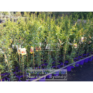 Pomegranate Mix 200Mm Default Type