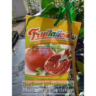 Pomegranate Mix 200Mm Default Type