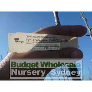 Pyrus Calleryana Chanticleer 100Lt Ornamental Pear Plants