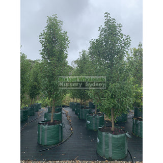 Pyrus Calleryana Chanticleer 300L Ornamental Pear Plants