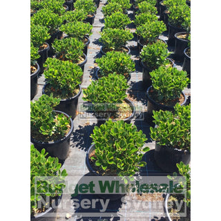 Rhaphiolepis Oriental Pearl 200Mm Pot Plants