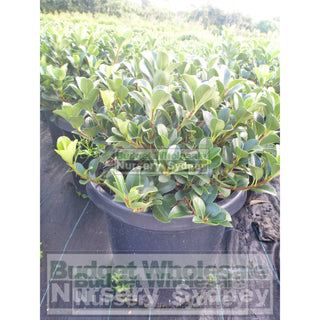 Rhaphiolepis Oriental Pearl 200Mm Pot Plants