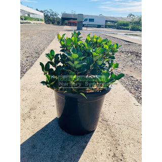 Rhaphiolepis Oriental Pearl 300Mm Pot / 25L Plants