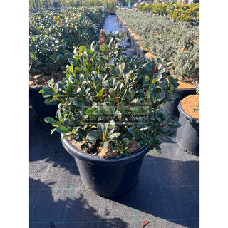 Rhaphiolepis Oriental Pearl 300mm Pot / 25L Plants