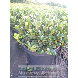 Rhaphiolepis Oriental Pearl 300Mm Pot Plants