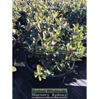 Rhaphiolepis Oriental Pearl Xlarge 400Mm Pot Plants