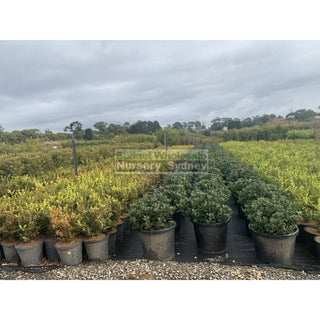 Rhaphiolepis Oriental Pearl Xlarge 400Mm Pot Plants