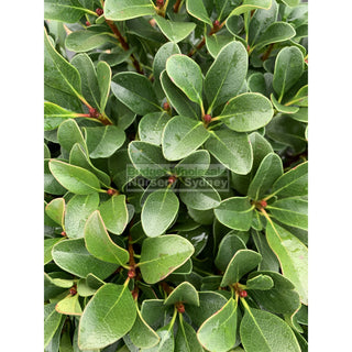 Rhaphiolepis Oriental Pearl Xlarge 400Mm Pot Plants