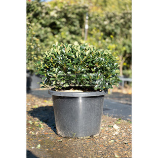 Rhaphiolepis Oriental Pearl Xlarge 400Mm Pot Plants